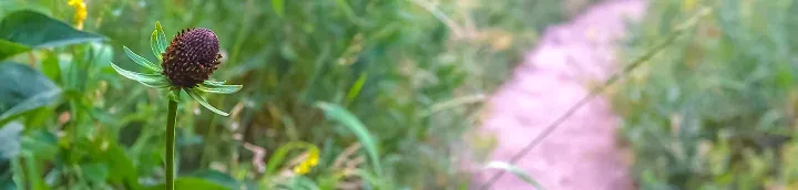 a purply poppy looking flower alongside a trail